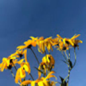 Meet your Posher, Annabelle